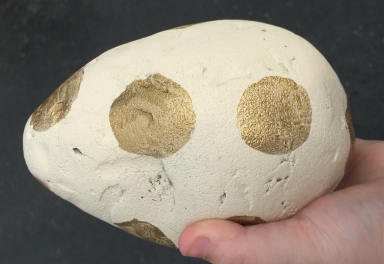 Cece the raptor, expected to hatch this weekend