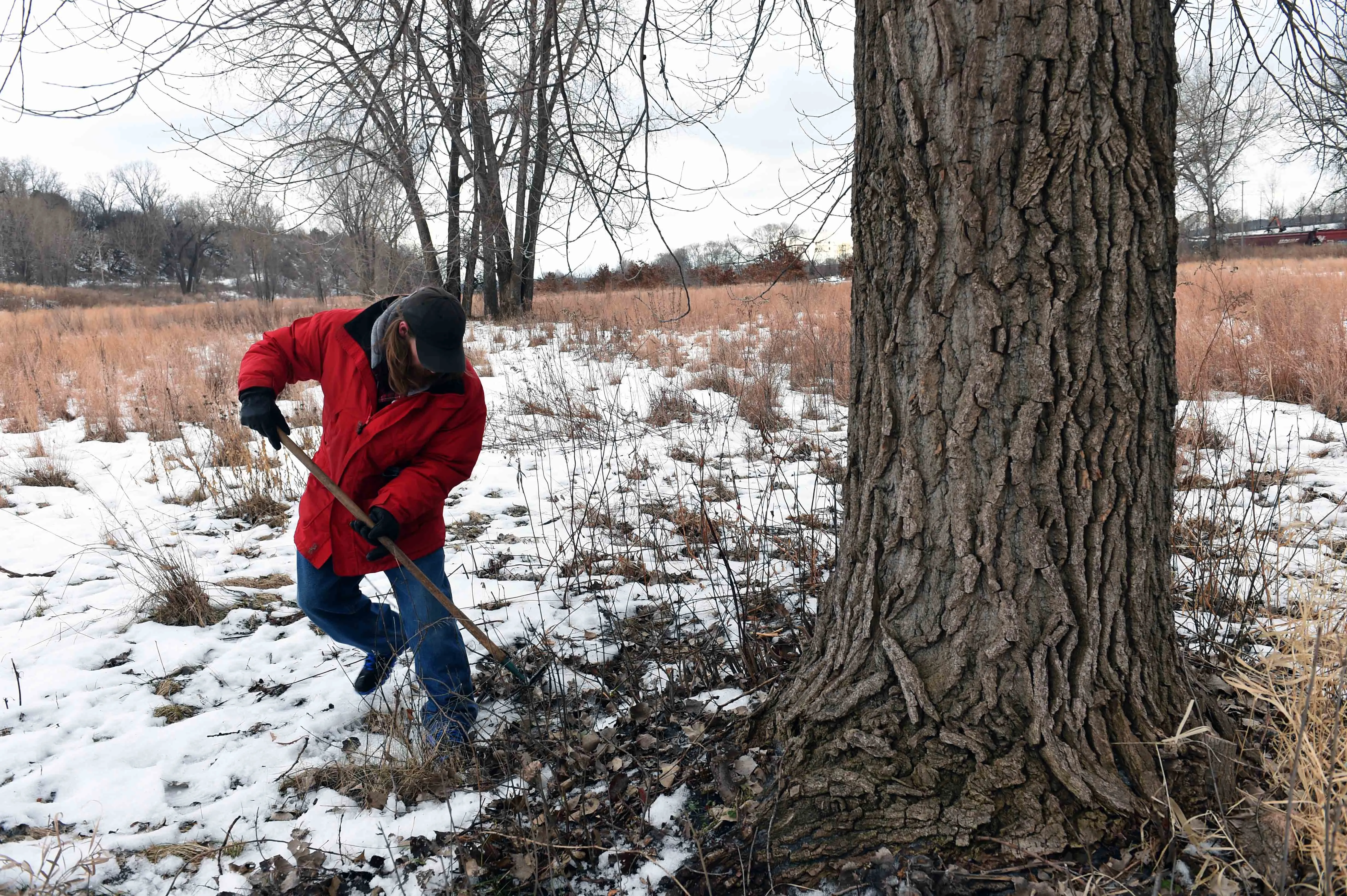 Winter Carnival treasure hunter Dan Doree of St. Paul searches for the medallion beneath a tree in Bruce Vento Nature Sanctuary in St. Paul on Thursday, Jan. 28, 2016. (Pioneer Press: Scott Takushi)