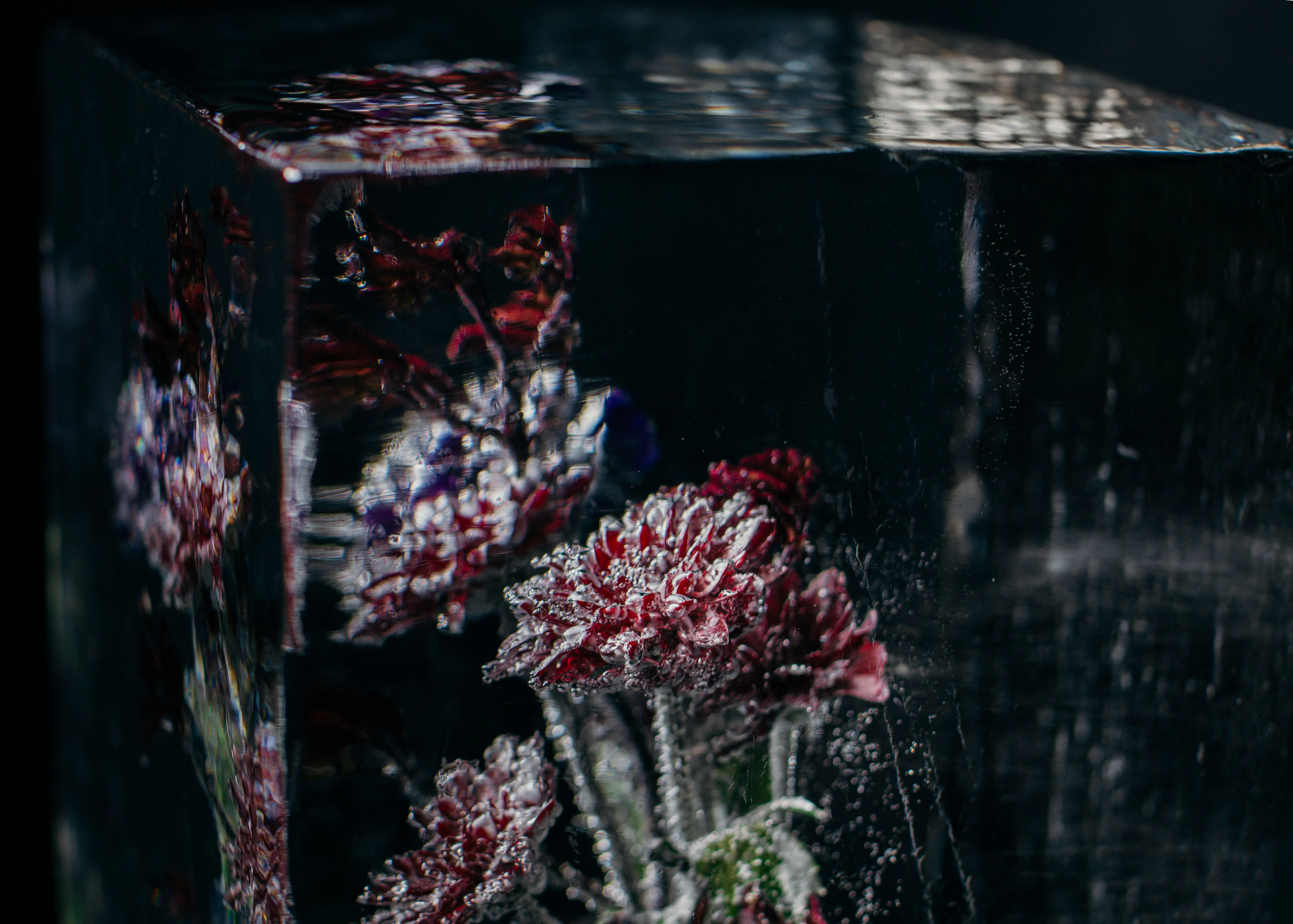 An ice-encased greenhouse 