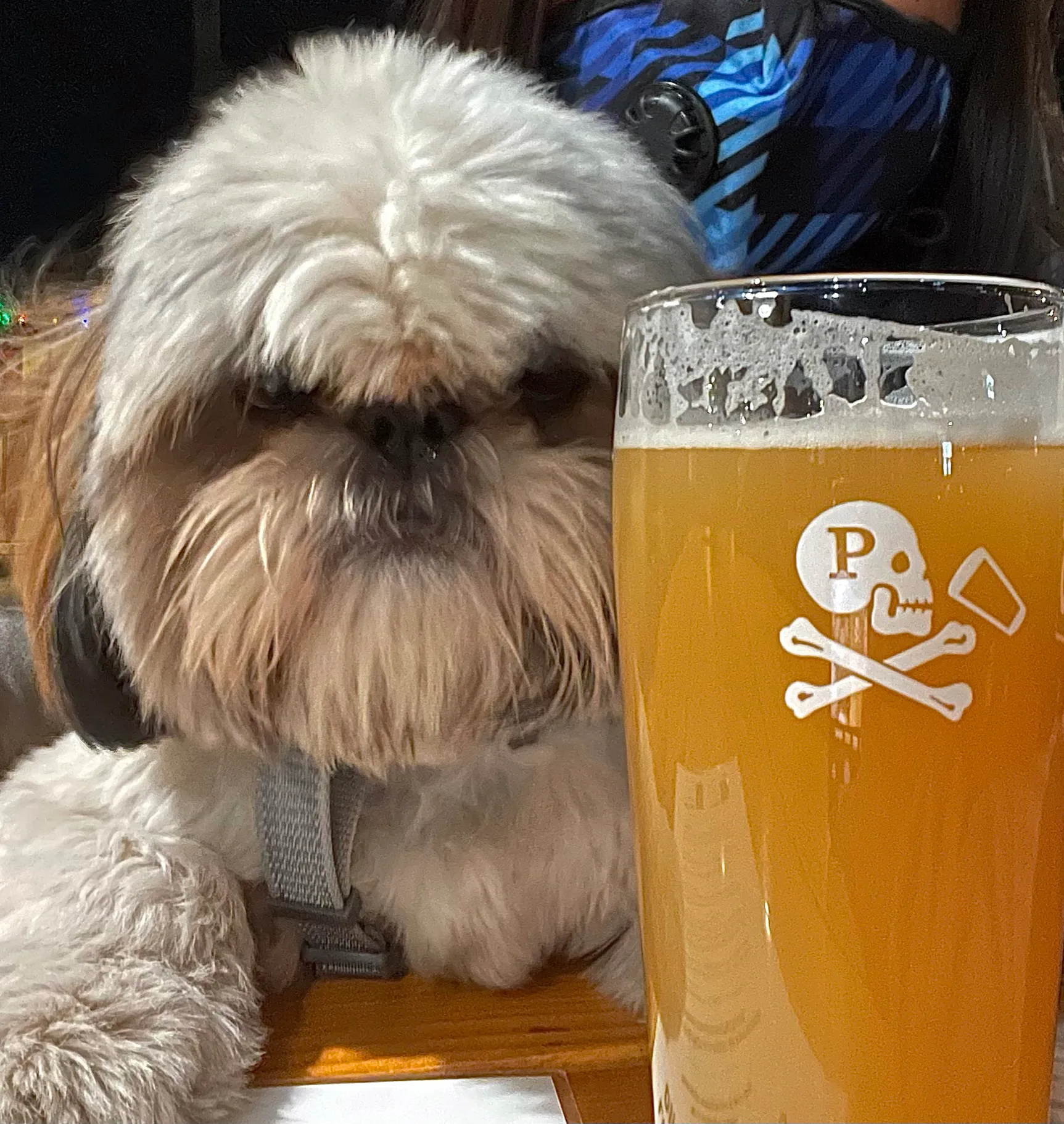 A Shih Tzu poses next to a glass of beer.