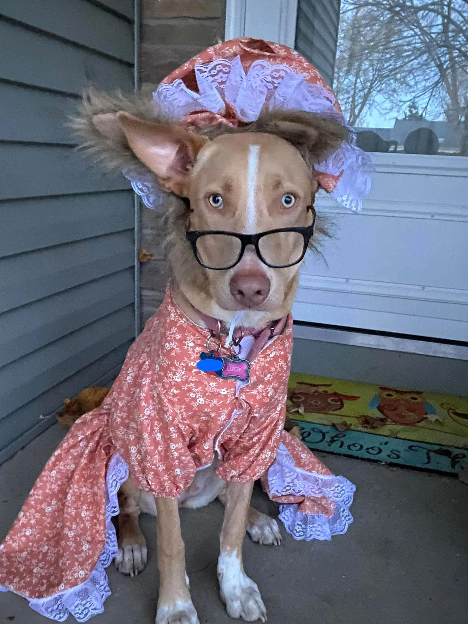 A Husky mix in a dress and hat for Halloween.