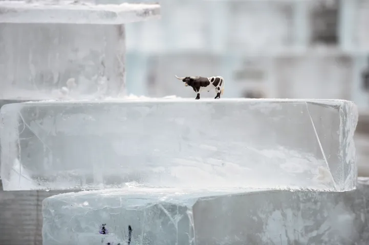 A stack of ice blocks will be carved into a South Wind sculpture of a bull and caballero, one of the Four Winds sculptures at the four corners of Rice Park surrounding the mini ice palace being built in downtown St. Paul, Sunday, January 24, 2016. (Pioneer Press: Scott Takushi)
