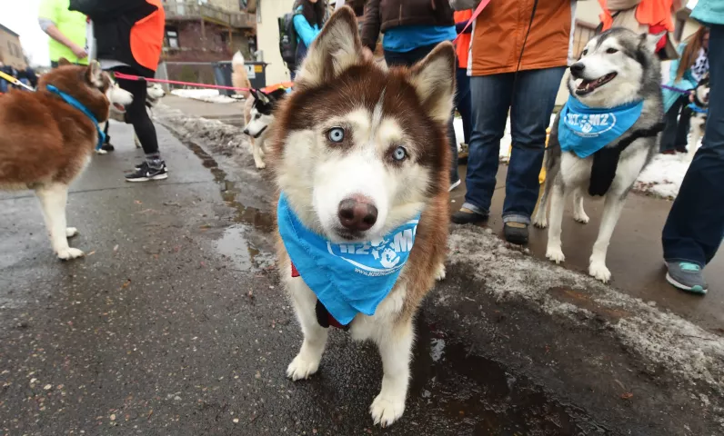 Bella, a 12 year-old Huskie can't wait for the start of the St. Paul Winter Carnival Grande Day Parade on Jan. 30. Bella was part of the Adopt a Huskie group and was escorted by Cassandra Esters of Farmington. (Pioneer Press: John Autey)