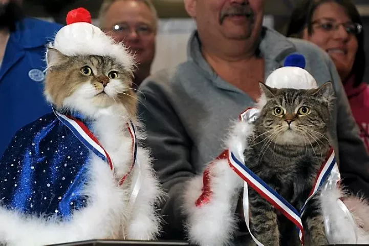 Two Straight Hair Selkirk Rex cats, a brother and sister from the same litter, are crowned King Cat and Queen Cat by Winter Carnival royalty at the Saintly City Cat Club's 38th Annual Championship Cat Show at Roy Wilkins Auditorium in St. Paul on Sunday, January 26, 2014. At left, "King Clone Commander Keller", and at right "Little Bear", both belonging to Cory and Karen Hovland and their son Matt Overholser of Pine City, Mn., are given cat-sized capes, crowns and medals during a ceremony at the end of the
