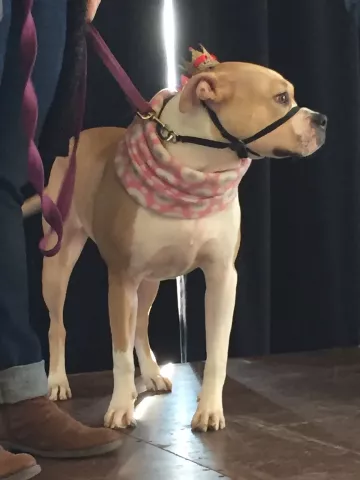 Dory, a 1-year-old American Staffordshire Terrier mix, was crowned Canine-Queen of Doggie Depot on Saturday, Feb. 4 at Doggie Depot. The event, held at Union Depot in St. Paul, is held as part of the St. Paul Winter Carnival. (Pioneer Press: Will Ashenmacher)