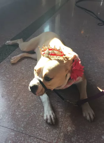 Dory, a 1-year-old American Staffordshire Terrier mix, rests after being crowned Canine-Queen of Doggie Depot on Saturday, Feb. 4. (Pioneer Press: Will Ashemacher)
