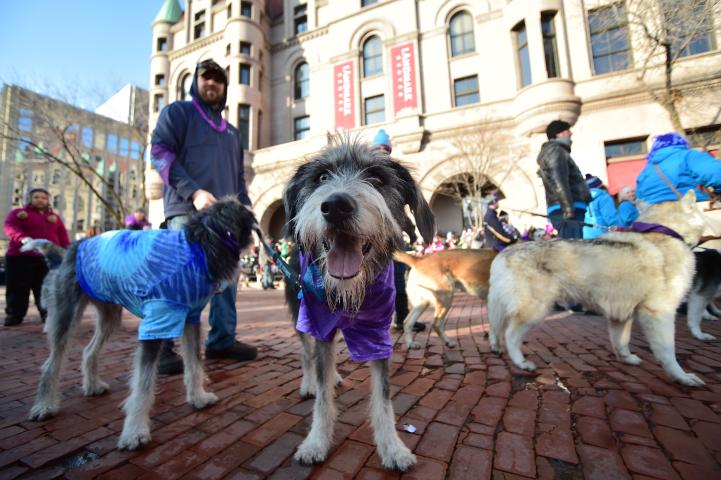 A dog with Adopt a Husky Minnesota poses for a photo. (John Autey / Pioneer Press)