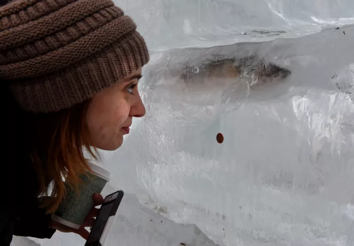 Sarah Cashman from Lino Lakes, checks out the walleye in the ice palace before the St. Paul Winter Carnival Moon Glow Pedestrian Parade in St. Paul Thursday, Jan. 25, 2018. (Jean Pieri / Pioneer Press)