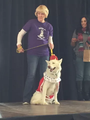 Revere, a five-year-old Husky, was crowned Canine-King of Doggie Depot on Saturday, Feb. 4. The event, held at Union Depot, is part of the St. Paul Winter Carnival. (Pioneer Press: Will Ashenmacher)