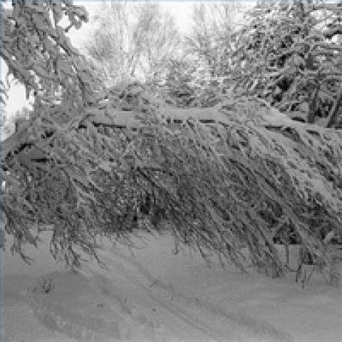 A snow covered tree