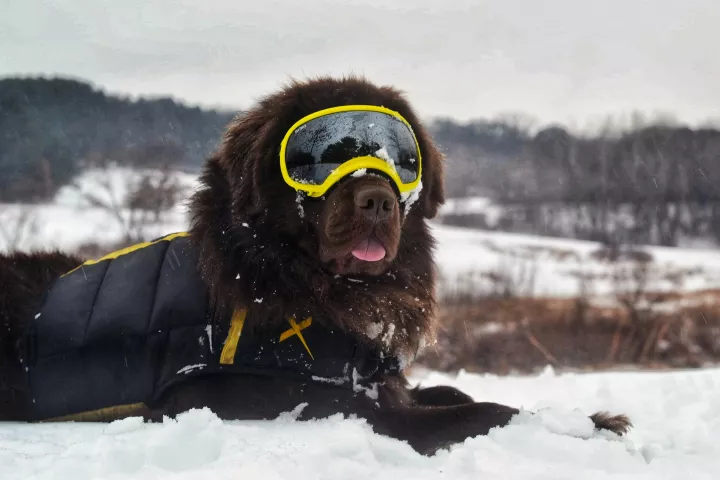 Fezzik -- a Newfoundland belonging to Melissa and Clint Ducklow of Ramsey -- at Battle Creek Regional Park on Jan. 22, 2020, on a break from hunting for the medallion in the Love Your Melon Presents Pioneer Press Treasure Hunt. Photo/Melissa Ducklow