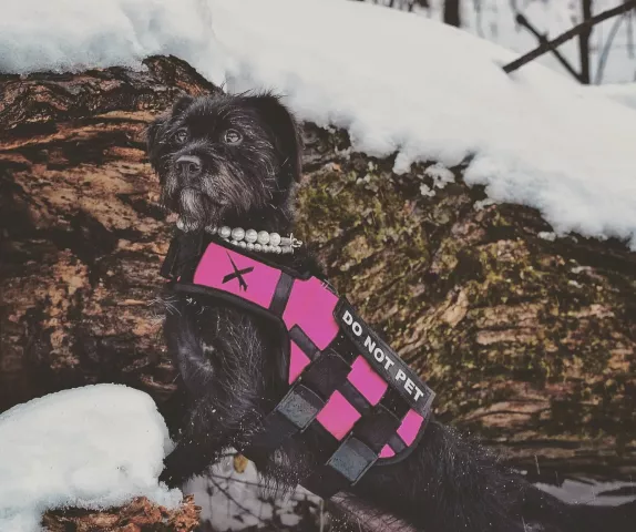 Marnie -- a terrier mix belonging to Melissa and Clint Ducklow of Ramsey -- at Battle Creek Regional Park on Jan. 22, 2020, on a break from hunting for the medallion in the Love Your Melon Presents Pioneer Press Treasure Hunt. Photo/Melissa Ducklow