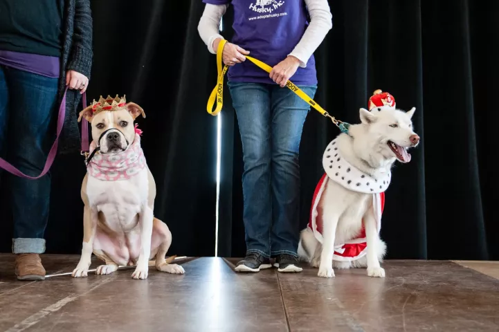 Emily Schmall of Falcon Heights and Dory, left, and Donna Mankowski of Prior Lake and Revere, right, celebrate after the dogs were crowned Canine-Queen and Canine-King of Doggie Depot on Saturday, Feb. 4, 2017. (Will Ashenmacher / Pioneer Press)