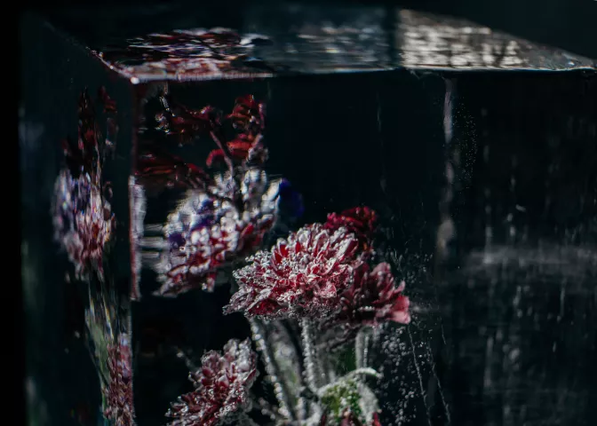 An ice-encased greenhouse will have flowers in a St. Paul alley in January. (Photo by Fadumo Ali)