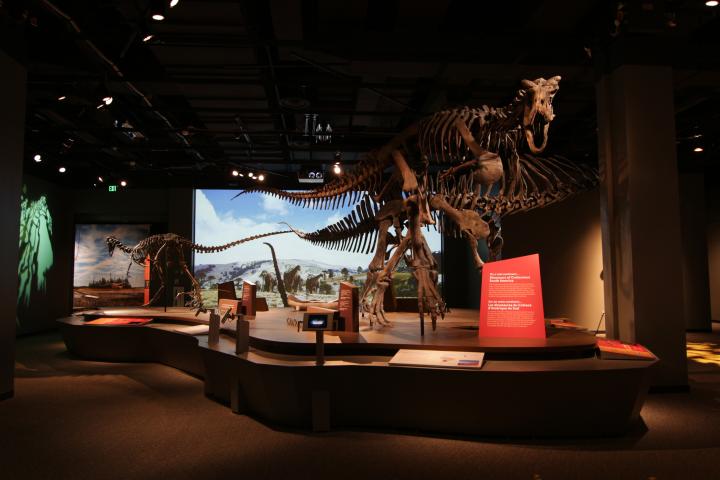 “Ultimate Dinosaurs” at the Science Museum of Minnesota features Carnotaurus. (Courtesy of the Science Museum of Minnesota)