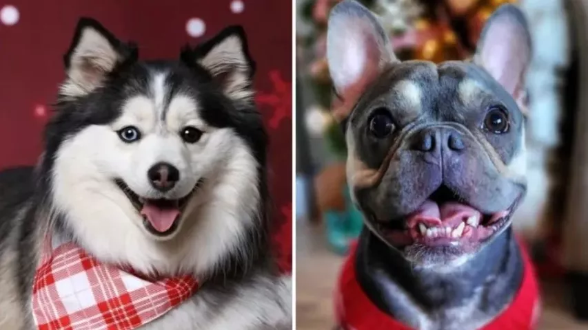 Adonika, a Pomsky (half Pomeranian, half Siberian Husky) from Minnetonka (left) and Big Mac, a French Bulldog from Minneapolis, won an online voting competition and will serve as the 2024 Canine Aurora, Queen of the Snows, and the Canine King Boreas of the St. Paul Winter Carnival. They will be crowned at Doggie Depot, a dog-friendly event to be held at the Union Depot on Saturday, Feb. 3. (Courtesy of Union Depot)
