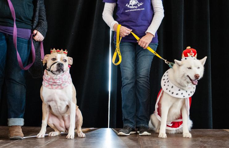 After being crowned canine royalty of the 2017 St. Paul Winter Carnival during Union Depot’s Doggie Depot event in Lowertown on Saturday, Feb. 4, 2017, Canine Queen of the Snows Dory (left) and Canine King Boreas Revere pose for photos with their people, Emily Schmail of Falcon Heights (left) and Donna Mankowski of Prior Lake. (Courtesy of Union Depot)