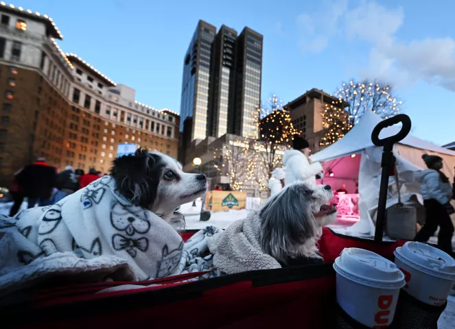 After moving from Cleveland, Delila, left, and Frodo enjoy their first Winter Carnival as they join their owners Brittany and Brad Postell, from Apple Valley, at Rice Park in St. Paul on Thursday, Jan. 26, 2023. The Royal Family and the Vulcans joined with community members to officially start the 2023 St. Paul Winter Carnival. (John Autey / Pioneer Press)