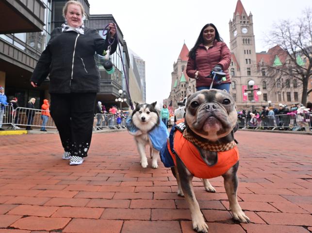 The St. Paul Winter Carnival and Doggie Depot canine Queen Adonika, walked by owner Ryn Melberg, left, a Pomsky (Pomeranian/Siberian Husky mix) and King Big Mac, walked by owner Jeena Devi Arnachellum, a French Bulldog march in the 2024 St. Paul Winter Carnival King Boreas Grande Day Parade along Market Street in downtown on Saturday, Jan. 27, 2024. (John Autey / Pioneer Press)