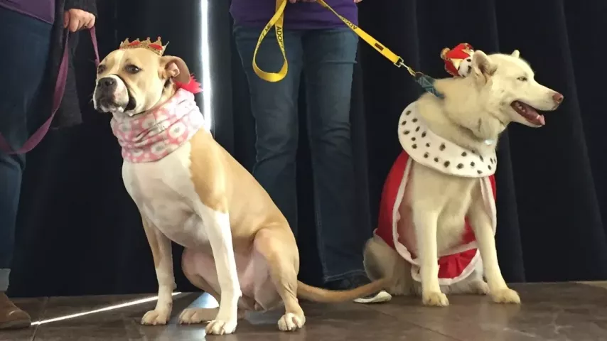 Emily Schmall of Falcon Heights and Dory, left and Donna Mankowski of Prior Lake and Revere, right, celebrate after the dogs were crowned Canine-Queen and Canine-King of Doggie Depot on Saturday, Feb. 4, 2017. (Will Ashenmacher / Pioneer Press)